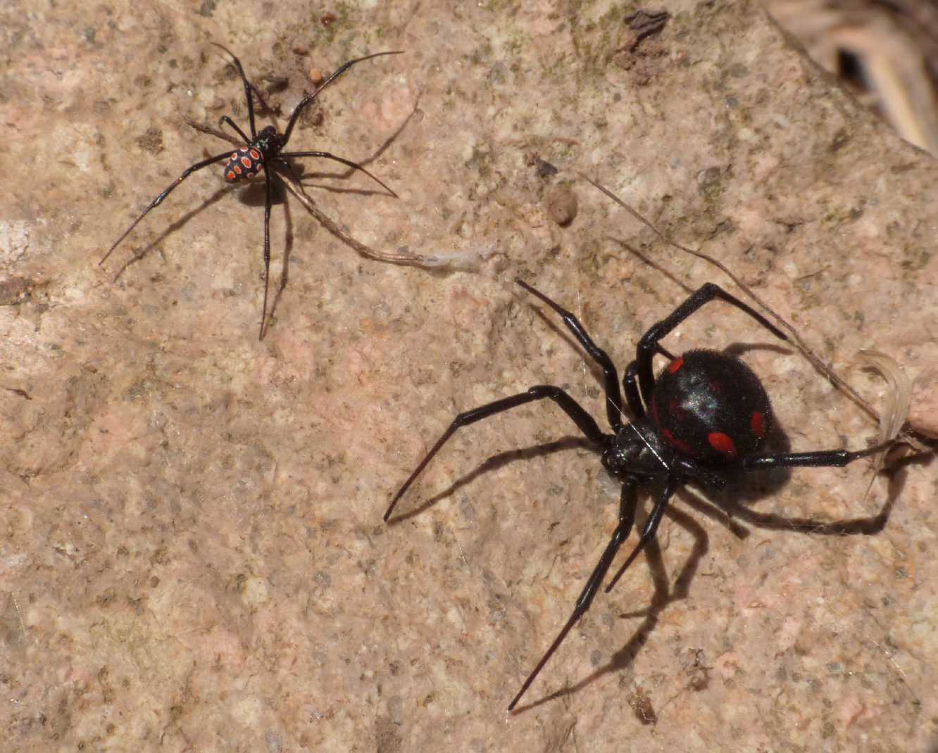 Latrodectus tredecimguttatus: maschi scapoli e ammogliati
